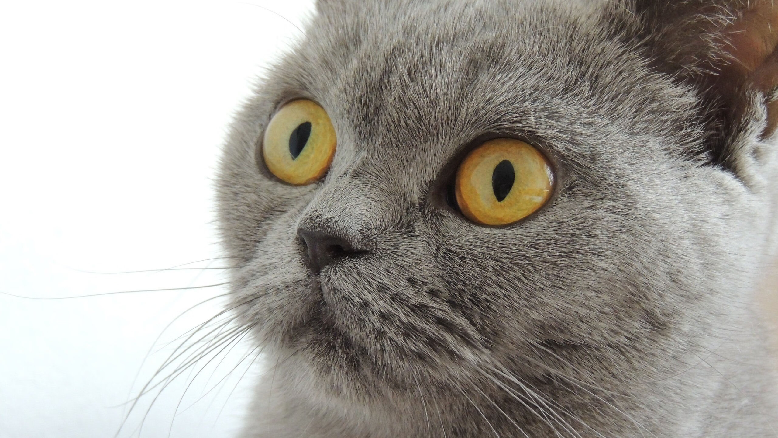 新星恩德里克在对阵墨西哥的热身赛中打入制胜球,助巴西3-2获胜,恩里克西班牙队